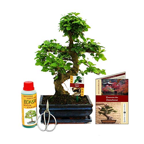 Exotenherz - Geschenkset Bonsai"Ligustrum" - Chinesischer Liguster - ca. 8 Jahre alt - Anfänger-Set von exotenherz