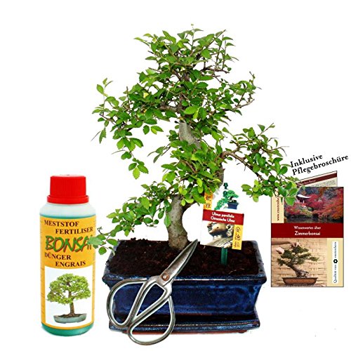 Exotenherz - Geschenkset Bonsai "Ulmus" - Chinesische Ulme - ca. 8 Jahre alt - Anfänger-Set von exotenherz