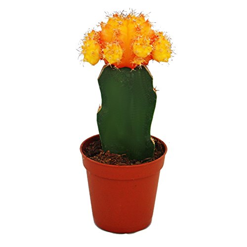 Exotenherz - Gymnocalycium mihanovichii - Erdbeerkaktus - orange - 5,5cm Topf Exotenherz - Gymnocalycium mihanovichii - Erdbeerkaktus - orange - 5,5cm Topf von exotenherz