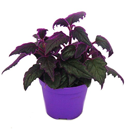 Exotenherz - Gynura Purple Passion - Samtblatt - Samtnessel - lilafarbene Pflanze - 9cm von exotenherz