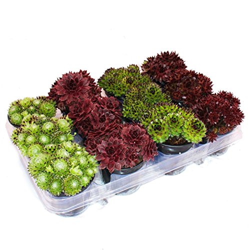 Exotenherz - Hauswurz - Set aus 12 verschiedenen Sempervivum-Sorten Exotenherz - Hauswurz - Set aus 12 verschiedenen Sempervivum-Sorten von exotenherz