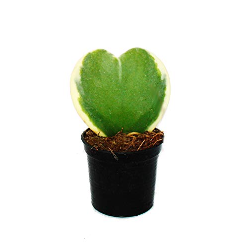 Exotenherz - Hoya kerii - zweifarbige Herzblatt-Pflanze, Herzpflanze oder Kleiner Liebling - 6cm Topf - Sukkulente von exotenherz