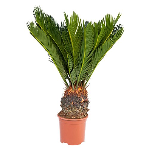 Exotenherz - Japanischer Palmfarn - Cycas revoluta im 14cm Topf von exotenherz