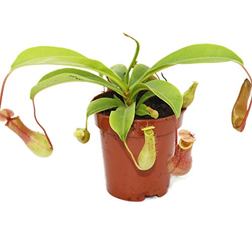 Exotenherz - Kannenpflanze - Nepenthes - 9cm Topf von exotenherz