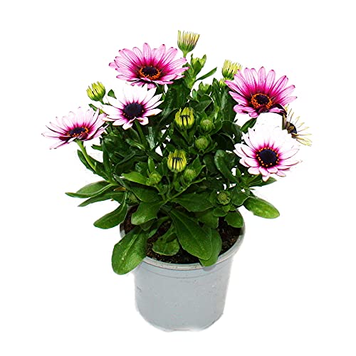 Exotenherz - Kapkörbchen - Osteospermum ecklonis - 11cm Topf - Set mit 3 Pflanzen - rosa Exotenherz - Kapkörbchen - Osteospermum ecklonis - 11cm Topf - Set mit 3 Pflanzen - rosa von exotenherz