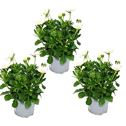 Exotenherz - Kapkörbchen - Osteospermum ecklonis - 11cm Topf - Set mit 3 Pflanzen - weiß von exotenherz