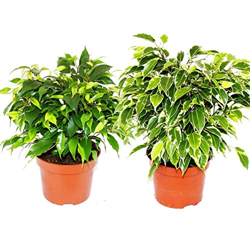 Exotenherz - Kinky-Duo - Set mit 2 verschiedenen Buschigen Birkenfeigen - Ficus benjamini "Kinky" - 12cm Topf von exotenherz