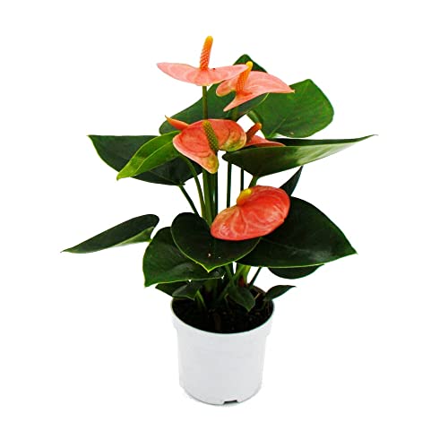 Exotenherz - Kleine Flamingoblume - Anthurium andreanum - Baby-Anthurie - Mini-Pflanze - 7cm Topf - lachsrosa blühend - Spirit von exotenherz