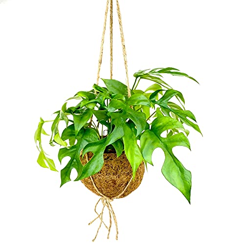 Exotenherz - Kokodama - Fensterblatt im XL-Kokodama-Gefäß zum Hängen - Monstera minima - ca. 17cm Exotenherz - Kokodama - Fensterblatt im XL-Kokodama-Gefäß zum Hängen - Monstera minima - ca. 17cm von exotenherz