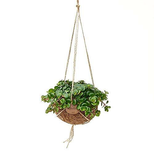 Exotenherz - Kokodama - Sedum Tornado im Kokodama-Gefäß zum Hängen - Sedum makinoi - ca. 15cm von exotenherz