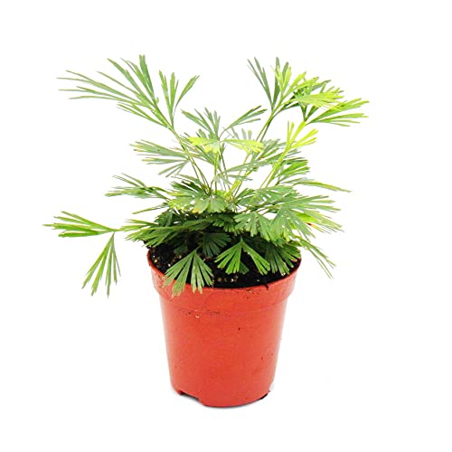 Exotenherz - Mini-Pflanze - Actiniopteris australis - Palmwedelfarn - Ideal für kleine Schalen und Gläser - Baby-Plant im 5,5cm Topf von exotenherz