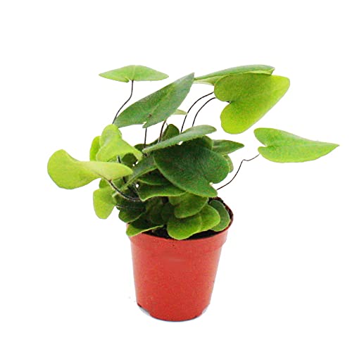 Exotenherz - Mini-Pflanze - Hemionitis arifolia - Herzfarn - Ideal für kleine Schalen und Gläser - Baby-Plant im 5,5cm Topf von exotenherz