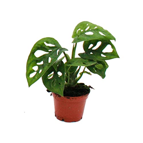 Exotenherz - Mini-Pflanze - Monstera Monkey Mask - Fensterblatt - Ideal für kleine Schalen und Gläser - Baby-Plant im 5,5cm Topf von exotenherz