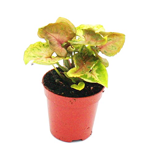 Exotenherz - Mini-Pflanze - Syngonium - Purpurtute - Ideal für kleine Schalen und Gläser - Baby-Plant im 5,5cm Topf von exotenherz