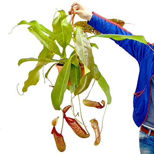 Exotenherz - Nepenthes maxima - Riesen-Kannenpflanze - Ampel von exotenherz