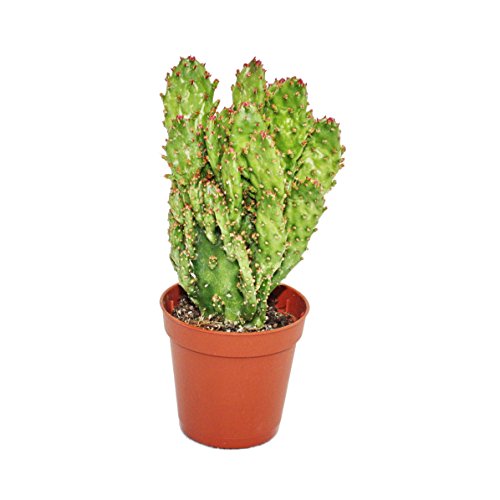 Exotenherz - Opuntia monacantha variegata - kleine Pflanze im 5,5cm Topf von exotenherz