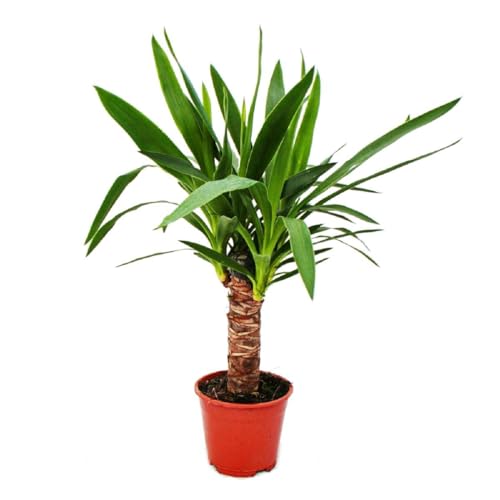 Exotenherz - Palmlilie - Yucca palme - 1 Pflanze - pflegeleicht - luftreinigend - 14cm Topf von exotenherz