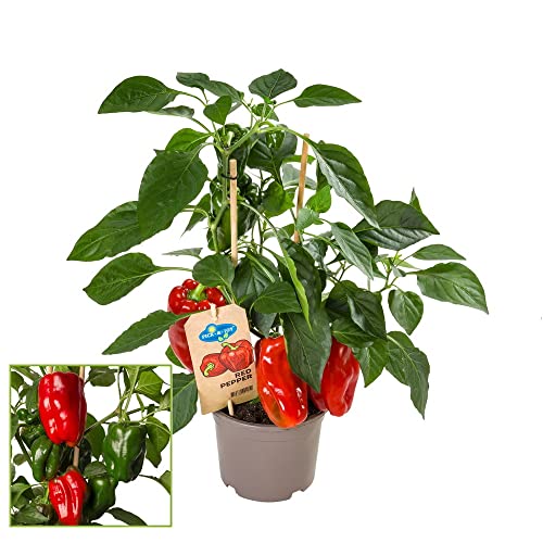 Exotenherz - Paprika-Pflanze mit roten Früchten - für Balkon und Garten - 14cm Topf - Gemüse-To-Go von exotenherz