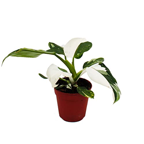 Exotenherz - Philodendron White Princess - weiß-grüner Baumfreund - 12cm Topf von exotenherz