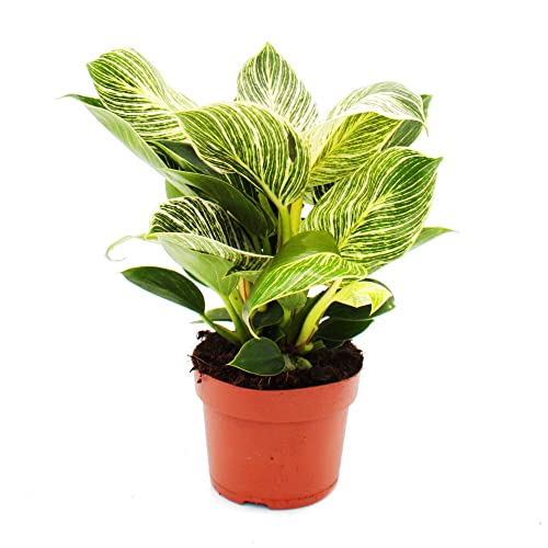 Exotenherz - Philodendron White Wave - weiß-gestreifter Baumfreund - 12cm Topf von exotenherz