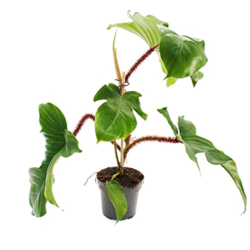 Exotenherz - Philodendron squamiferum - der wilde rotsielige Baumfreund - 12cm Topf Exotenherz - Philodendron squamiferum - der wilde rotsielige Baumfreund - 12cm Topf von exotenherz
