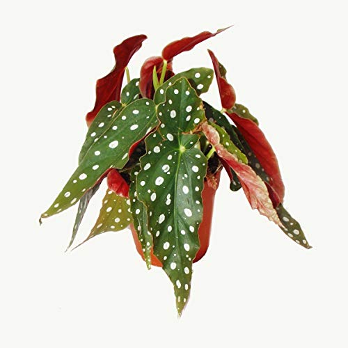 Exotenherz - Polka-Dot Begonie - Forellenbegonie - Begonia maculata wightii von exotenherz