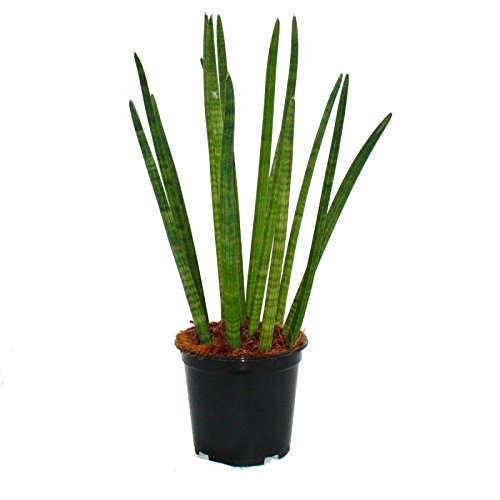 Exotenherz - Sansevieria cylindrica - Solitär-Pflanze - 19cm Topf Exotenherz - Sansevieria cylindrica - Solitär-Pflanze - 19cm Topf von exotenherz