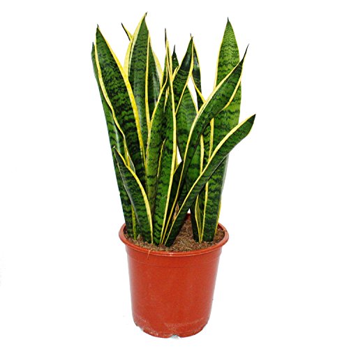 Exotenherz - Sansevieria trifasciata - 19cm Topf - Gesamthöhe 55-65cm hoch von exotenherz