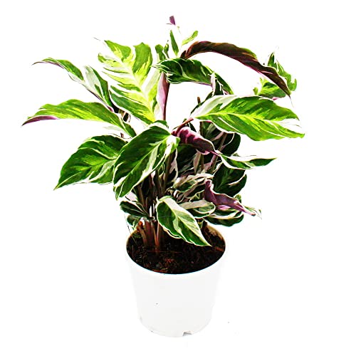 Exotenherz - Schattenpflanze mit ausgefallenem Blattmuster - Calathea Fusion White - 14cm Topf - ca. 40cm hoch von exotenherz