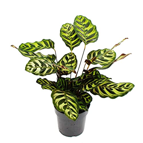 Exotenherz - Schattenpflanze mit besonderem Blattmuster - Calathea makoyana - Korbmarante - 14cm Topf - ca. 35-40cm hoch von exotenherz