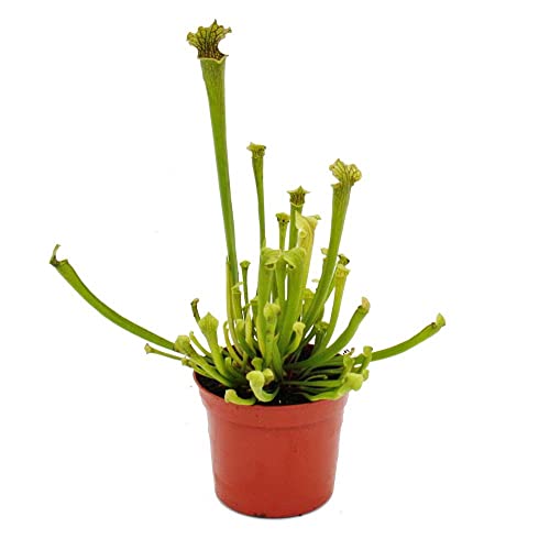 Exotenherz - Schlauchpflanze - Sarracenia farnhamii - Fleischfressende Pflanze - 9cm Topf von exotenherz