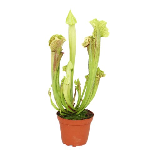 Exotenherz - Schlauchpflanze - Sarracenia - groß - 12cm Topf von exotenherz