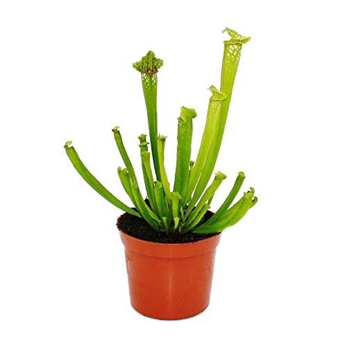 Exotenherz - Schlauchpflanze - Sarracenia leucophylla - Fleischfressende Pflanze - 9cm Topf Exotenherz - Schlauchpflanze - Sarracenia leucophylla - Fleischfressende Pflanze - 9cm Topf von exotenherz
