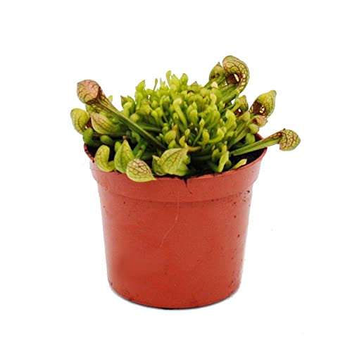Exotenherz - Schlauchpflanze - Sarracenia psittacina Hybr. "Scarlett Belle" - Fleischfressende Pflanze - 9cm Topf Exotenherz - Schlauchpflanze - Sarracenia psittacina Hybr. "Scarlett Belle" - Fleischfressende Pflanze - 9cm Topf von exotenherz