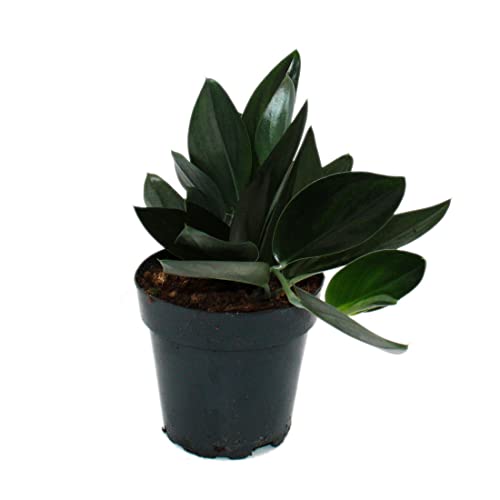 Exotenherz - Scindapsus treubii "Dark Form" - schwarze Efeutute - 15cm Topf Exotenherz - Scindapsus treubii "Dark Form" - schwarze Efeutute - 15cm Topf von exotenherz