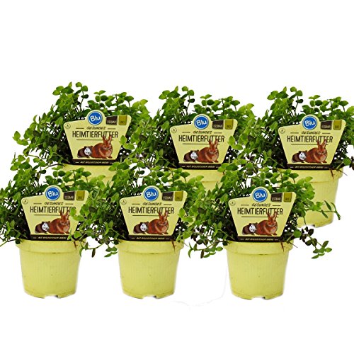 Exotenherz - Set mit 6 Futterpflanzen für Heimtiere - Callisia repens - Vitalfutter für Kaninchen, Ziervögel, Reptilien, Hamster und Meerschweinchen Exotenherz - Set mit 6 Futterpflanzen für Heimtiere - Callisia repens - Vitalfutter für Kaninchen, Ziervögel, Reptilien, Hamster und Meerschweinchen von exotenherz