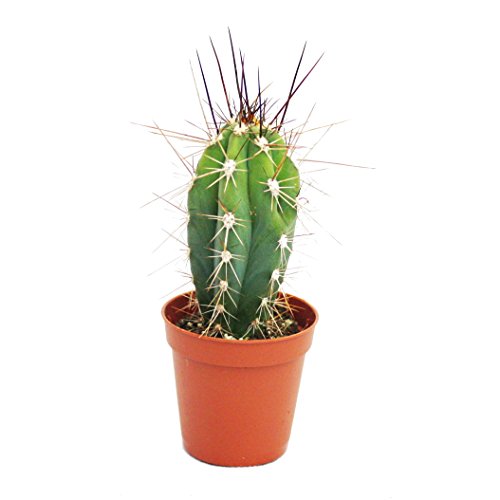 Exotenherz - Stetsonia coryne - Nähnadel-Kaktus - 5,5cm Topf Exotenherz - Stetsonia coryne - Nähnadel-Kaktus - 5,5cm Topf von exotenherz
