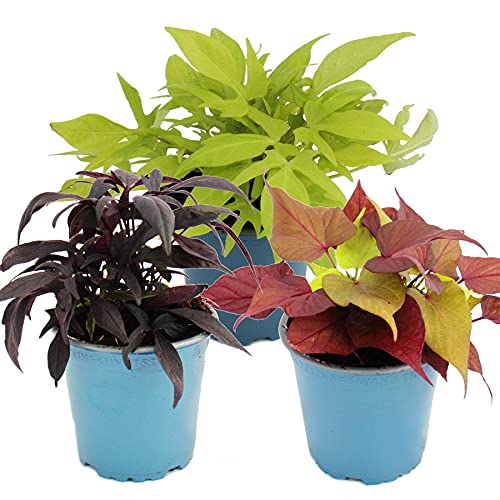 Exotenherz - Süßkartoffel - Beet- und Balkonpflanze - Ipomoea batatas - 12cm - Set mit 3 Pflanzen - Farb-Mix von exotenherz