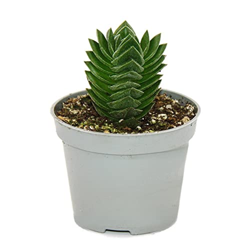 Exotenherz - Sukkulente - Crassula Buddhas Tempel - Mini-Dickblatt - 6cm Topf Exotenherz - Sukkulente - Crassula Buddhas Tempel - Mini-Dickblatt - 6cm Topf von exotenherz
