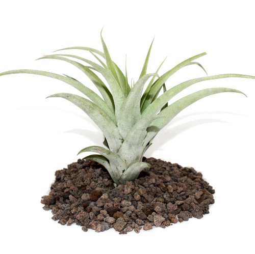 Exotenherz - Tillandsia capitata - lose Pflanze - gross Exotenherz - Tillandsia capitata - lose Pflanze - gross von exotenherz