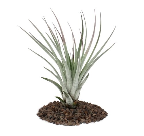 Exotenherz - Tillandsia fasciculata - lose Pflanze - groß von exotenherz