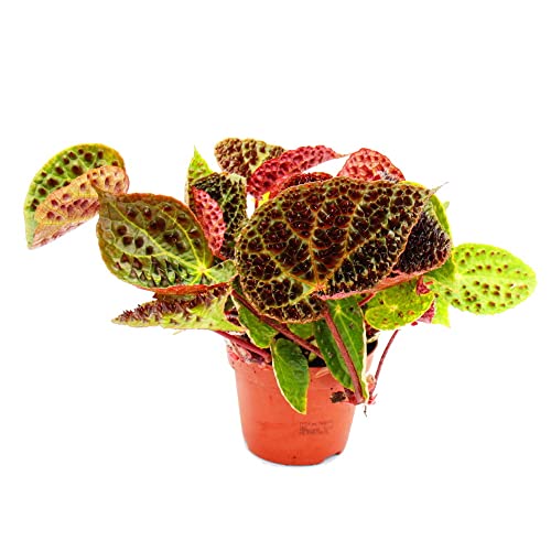 Exotenherz - Wilde Begonie - Begonia ferox - spektakuläre Blattpflanze - Rarität - 12cm Topf von exotenherz