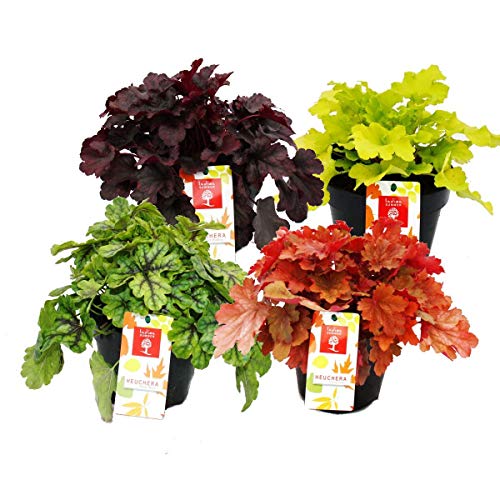 Exotenherz - Winterharter Bodendecker - Heuchera-Mix - Indian Summer - 4 große Pflanzen - Purpurglöckchen von exotenherz