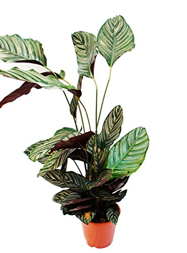 Exotenherz - XXL-Schattenpflanze mit ausgefallenem Blattmuster - Calathea ornata - 19cm Topf - ca. 70-90cm hoch von exotenherz