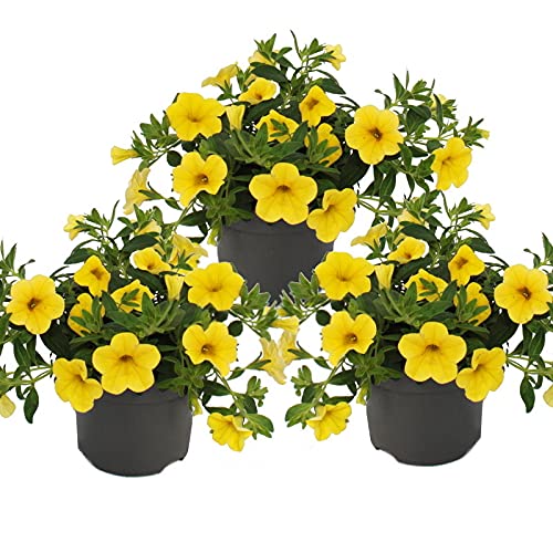 Exotenherz - Zauberglöckchen - Minihängepetunie - Calibrachoa - 12cm Topf - Set mit 3 Pflanzen - gelb von exotenherz