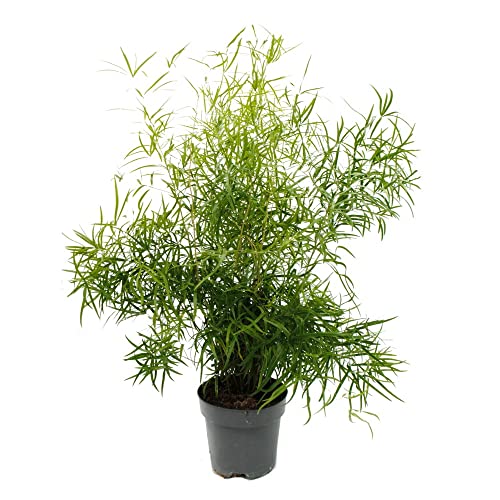 Exotenherz - Zierspargel - Sicheldorn-Spargel - Asparagus falcatus - Pflegeleichte Grünpflanze - 17cm Topf von exotenherz