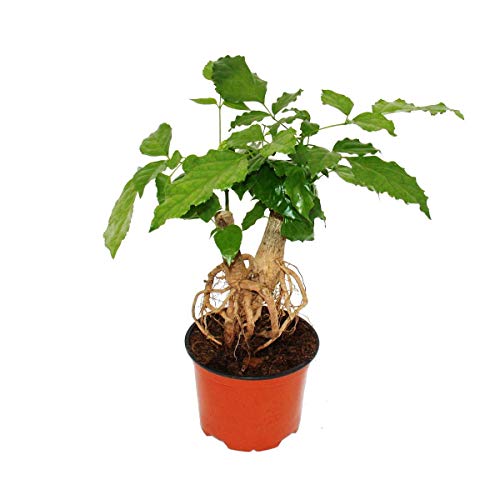 Exotenherz - Zimmeresche - Radermachera sinica - mit sichtbarem Wurzelwerk - 12cm Topf Exotenherz - Zimmeresche - Radermachera sinica - mit sichtbarem Wurzelwerk - 12cm Topf von exotenherz