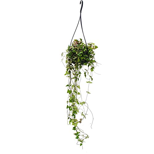Exotenherz - Zimmerpflanze zum Hängen - Ceropegia linearis "Merel" - Leuchterblume - 14cm Ampel von exotenherz