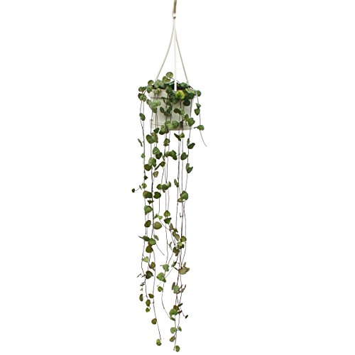 Exotenherz - Zimmerpflanze zum Hängen - Ceropegia woodii - Leuchterblume - 10cm Ampel von exotenherz