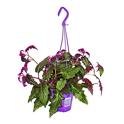 Exotenherz - Zimmerpflanze zum Hängen - Gynura Purple Passion - Samtblatt - Samtnessel - lilafarbene Pflanze 14cm Ampeltopf Exotenherz - Zimmerpflanze zum Hängen - Gynura Purple Passion - Samtblatt - Samtnessel - lilafarbene Pflanze 14cm Ampeltopf von exotenherz